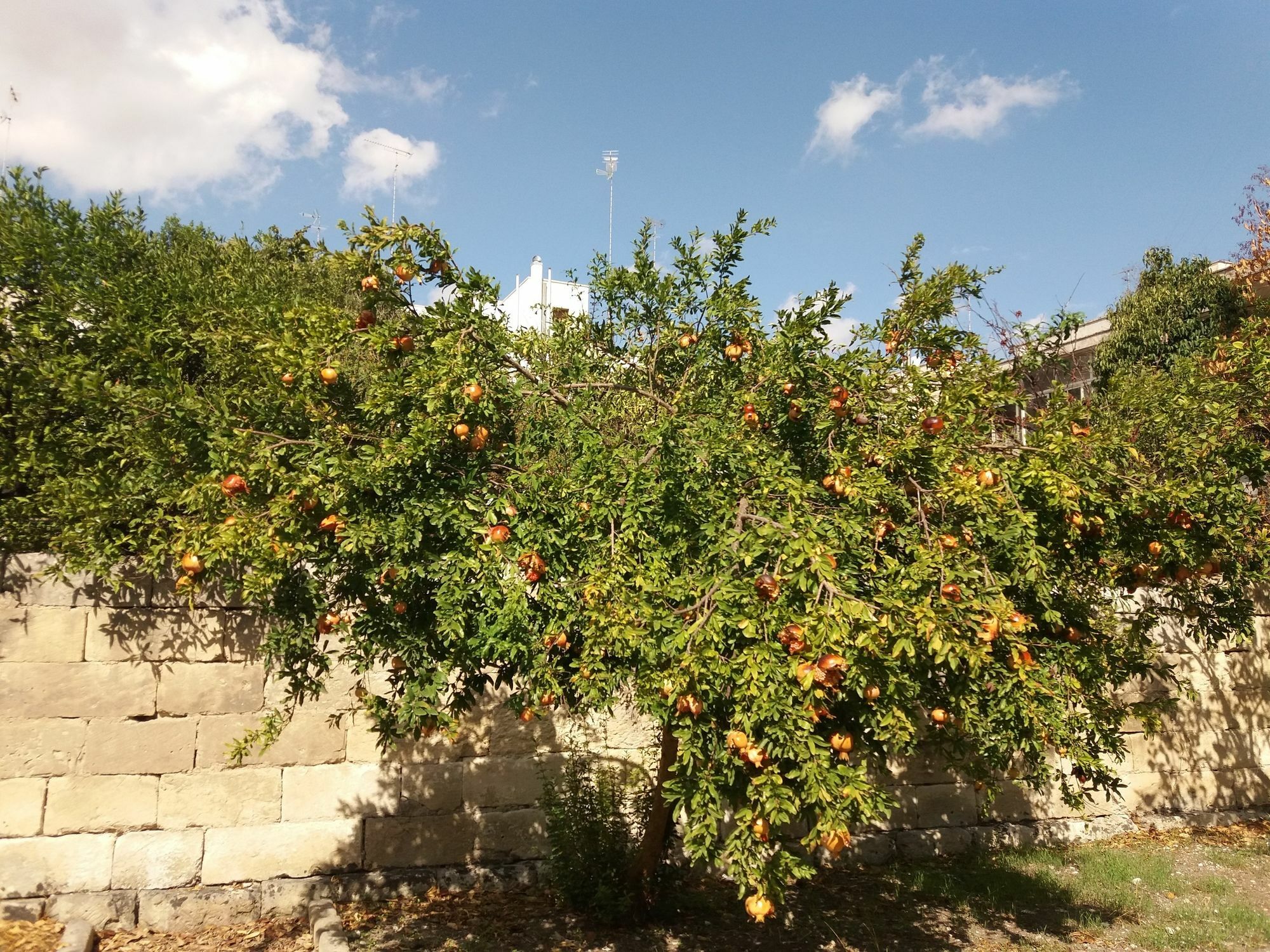 Il Giardino Delle Margherite レッチェ エクステリア 写真